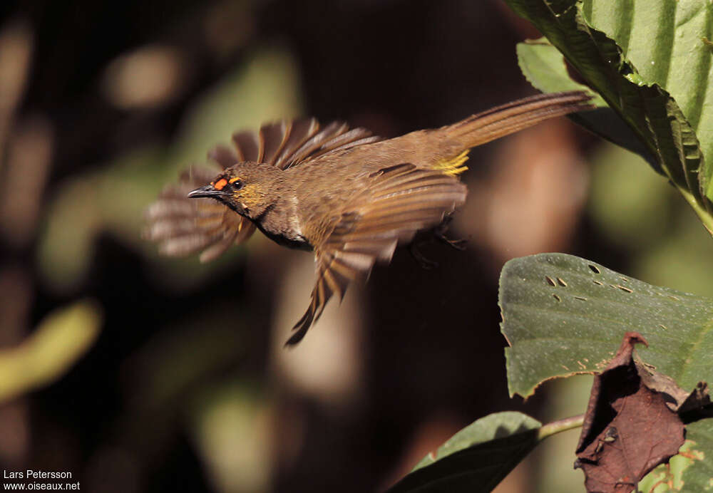 Orange-spotted Bulbuladult, Flight