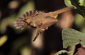 Orange-spotted Bulbul