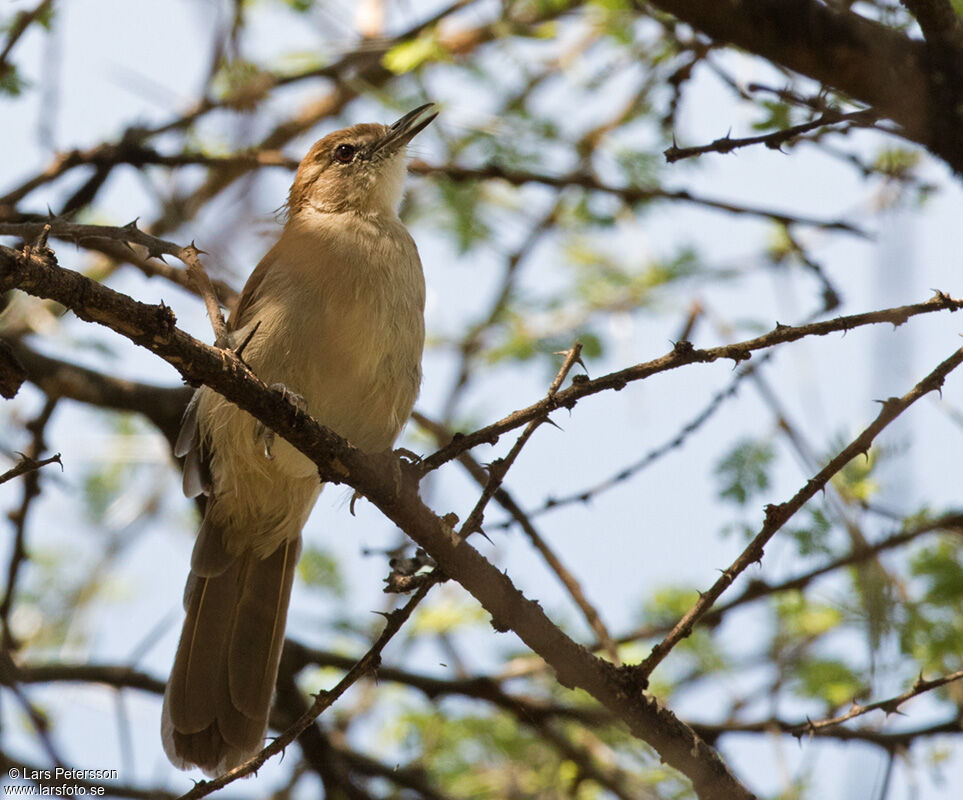 Northern Brownbul