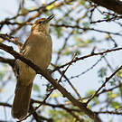 Bulbul brun