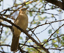 Northern Brownbul