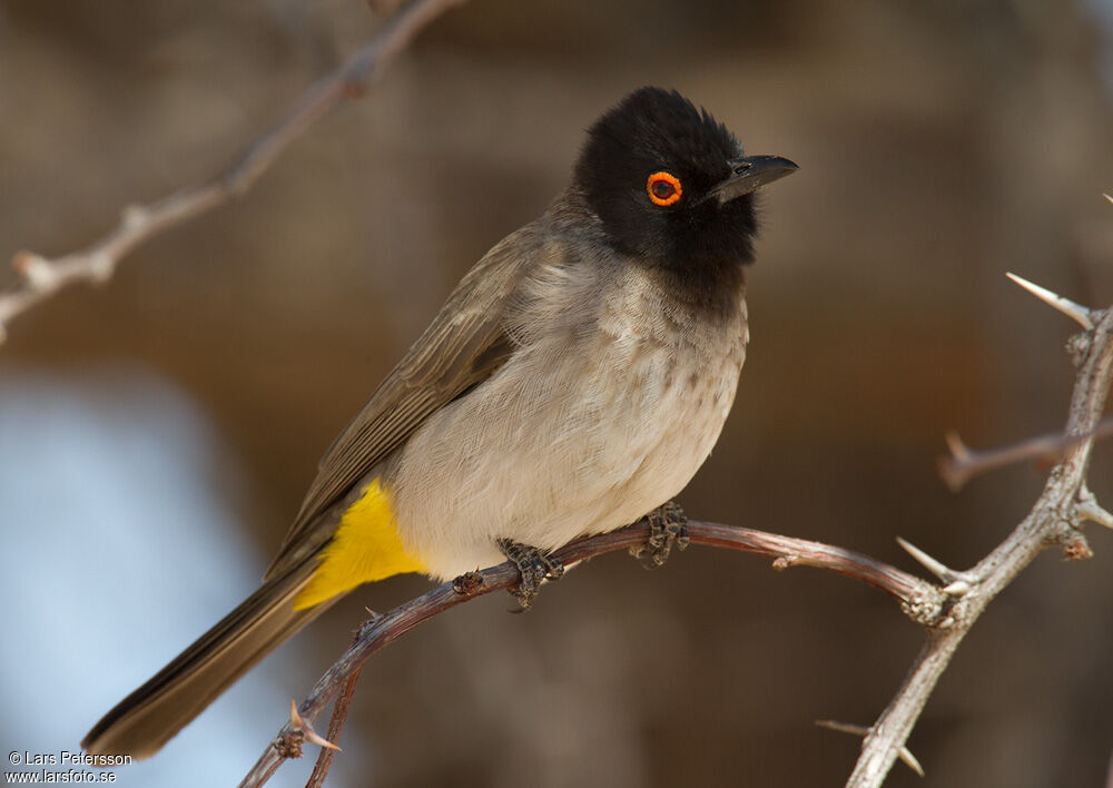 African Red-eyed Bulbul