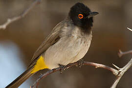 African Red-eyed Bulbul