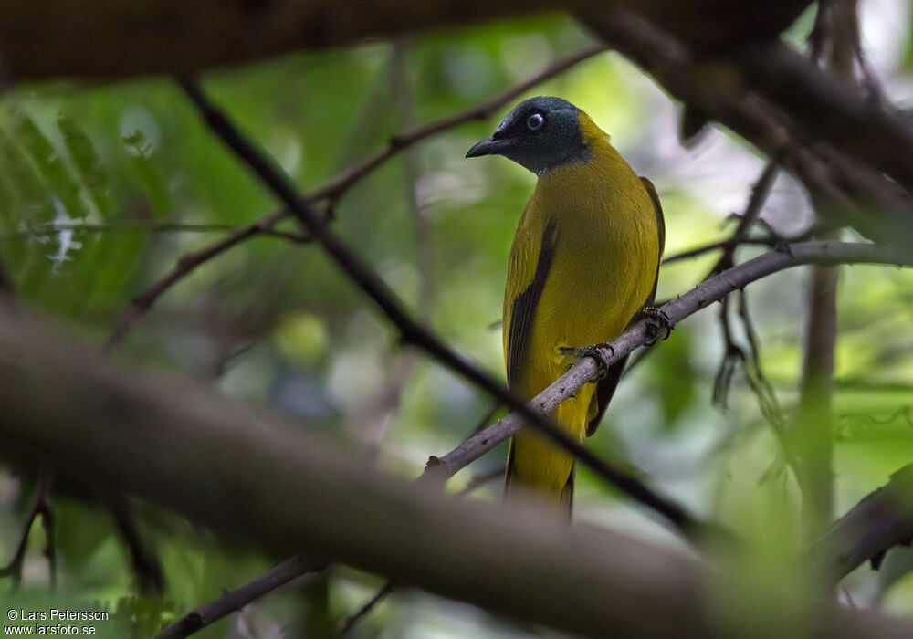 Bulbul cap-nègre