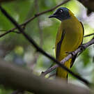 Bulbul cap-nègre
