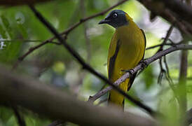 Bulbul cap-nègre