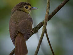 Hairy-backed Bulbul