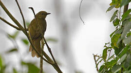 Bulbul concolore