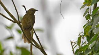 Cameroon Greenbul