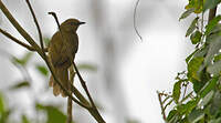 Bulbul concolore