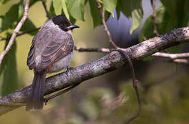 Bulbul cul-d'or