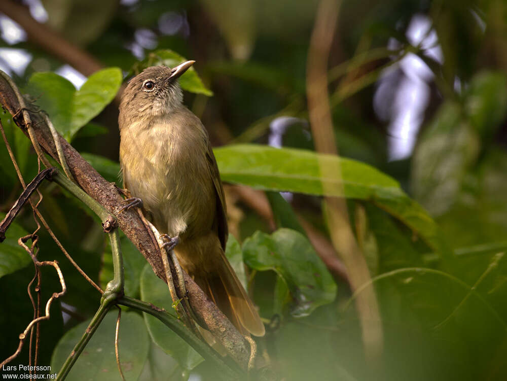 Bulbul d'Ansorge, habitat, pigmentation