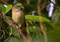 Bulbul d'Ansorge