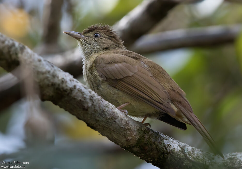 Buff-vented Bulbul