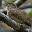 Bulbul d'Oberholser