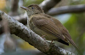 Buff-vented Bulbul