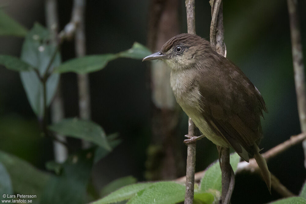 Buff-vented Bulbul