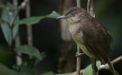 Bulbul d'Oberholser