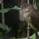 Bulbul d'Oberholser