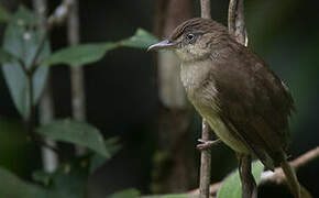 Buff-vented Bulbul