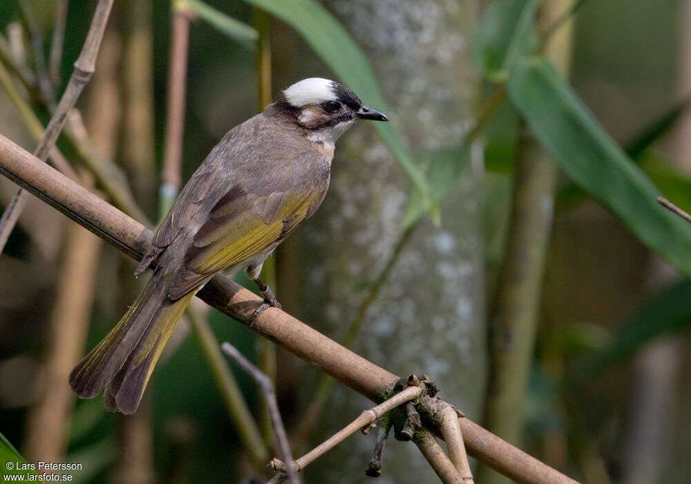 Light-vented Bulbul