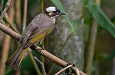 Bulbul de Chine