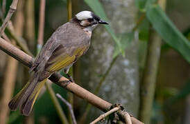 Light-vented Bulbul