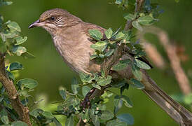 Streak-eared Bulbul