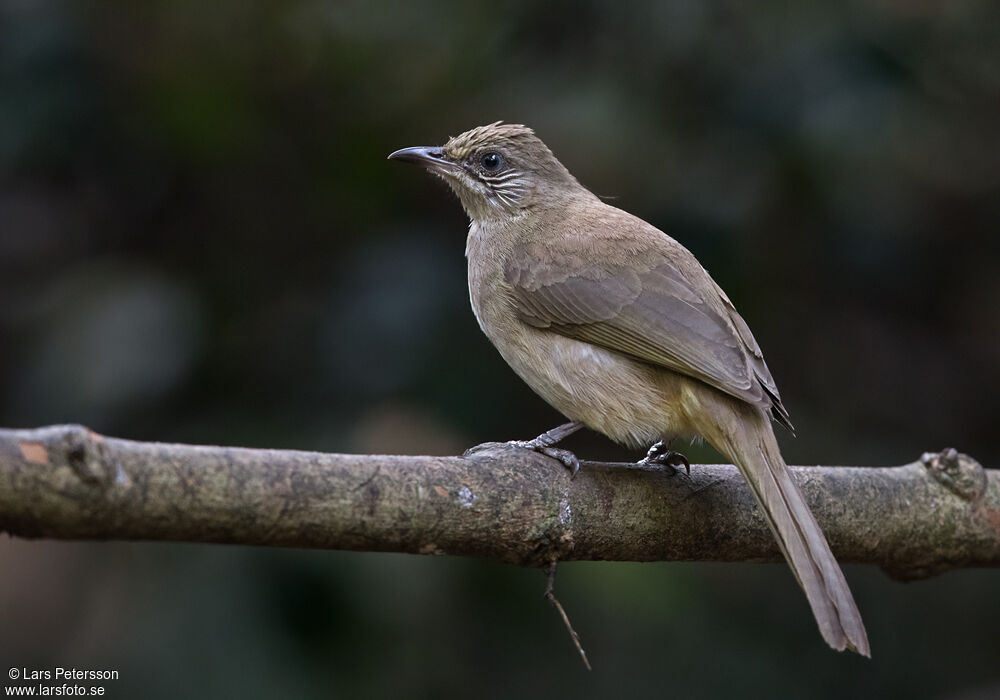 Streak-eared Bulbuladult, identification