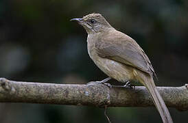 Streak-eared Bulbul