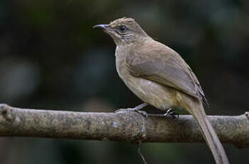 Bulbul de Conrad