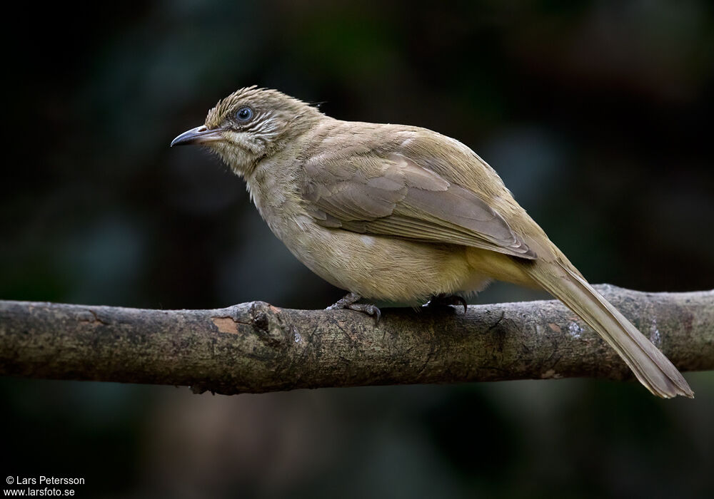 Streak-eared Bulbul