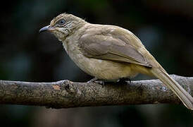 Streak-eared Bulbul