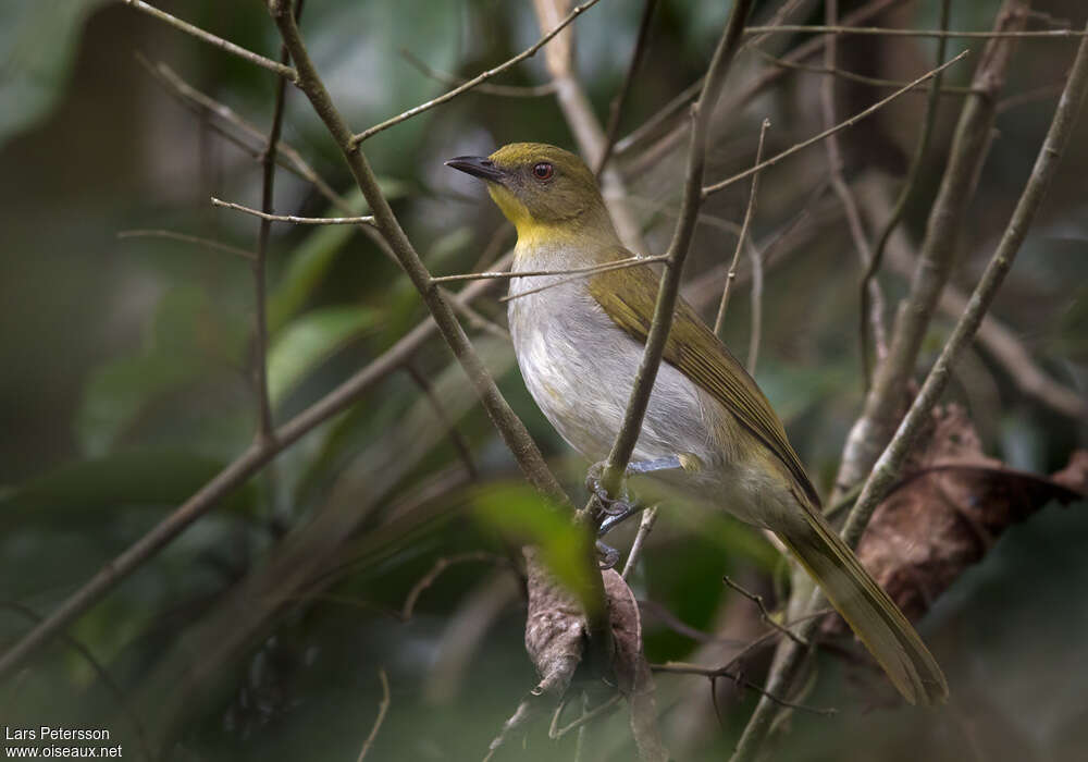 Falkenstein's Greenbul