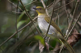 Bulbul de Falkenstein