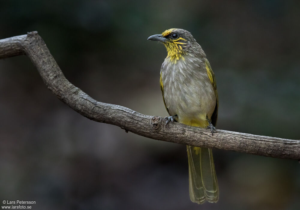 Stripe-throated Bulbul