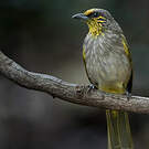 Bulbul de Finlayson