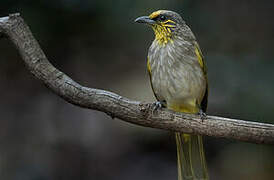 Stripe-throated Bulbul