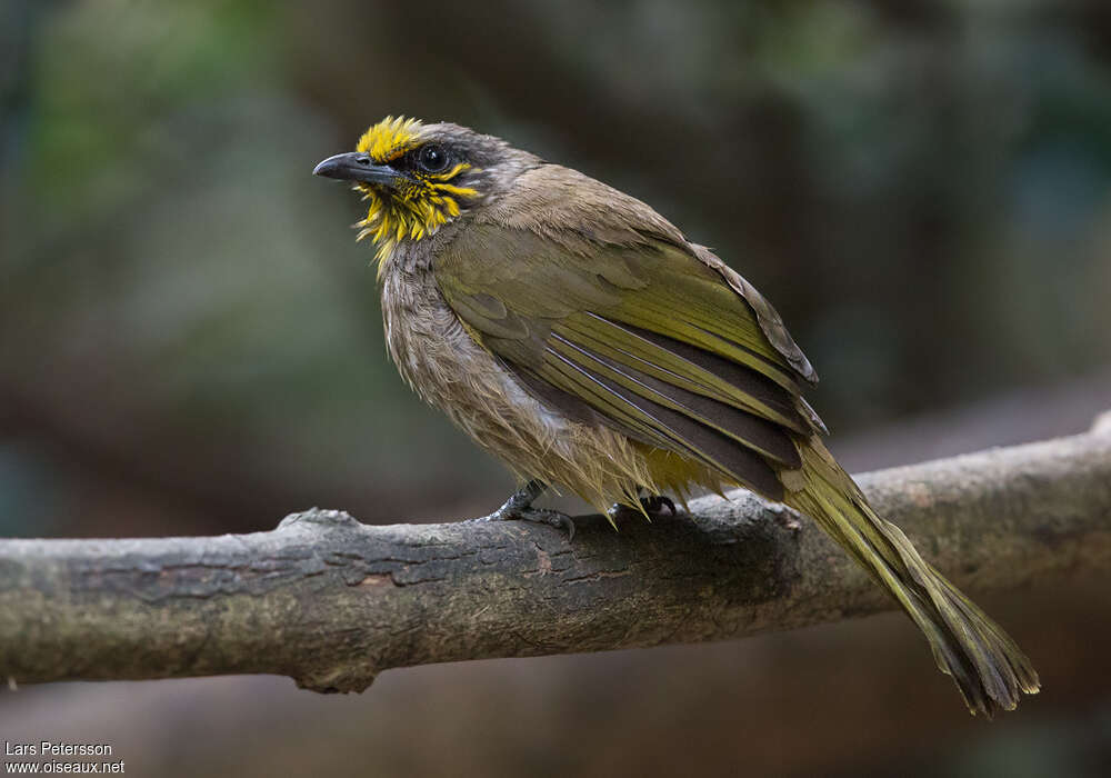 Bulbul de Finlaysonadulte, identification