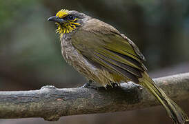 Stripe-throated Bulbul