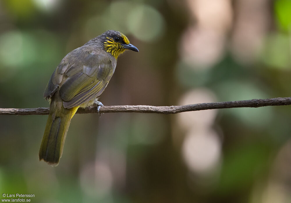 Stripe-throated Bulbul