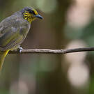 Bulbul de Finlayson