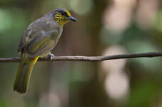 Bulbul de Finlayson