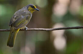 Stripe-throated Bulbul