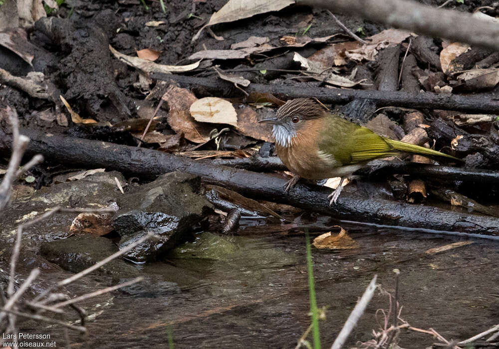 Bulbul de McClellandadulte, habitat, pigmentation, pêche/chasse