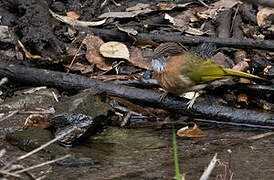 Bulbul de McClelland