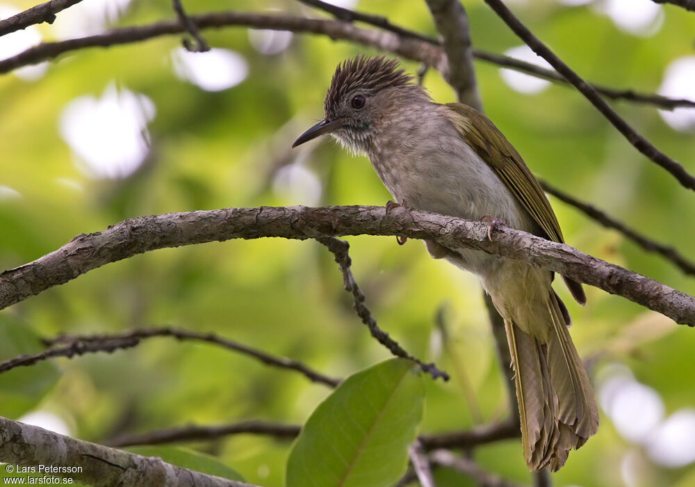 Bulbul de McClelland