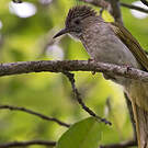 Bulbul de McClelland