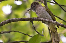 Mountain Bulbul