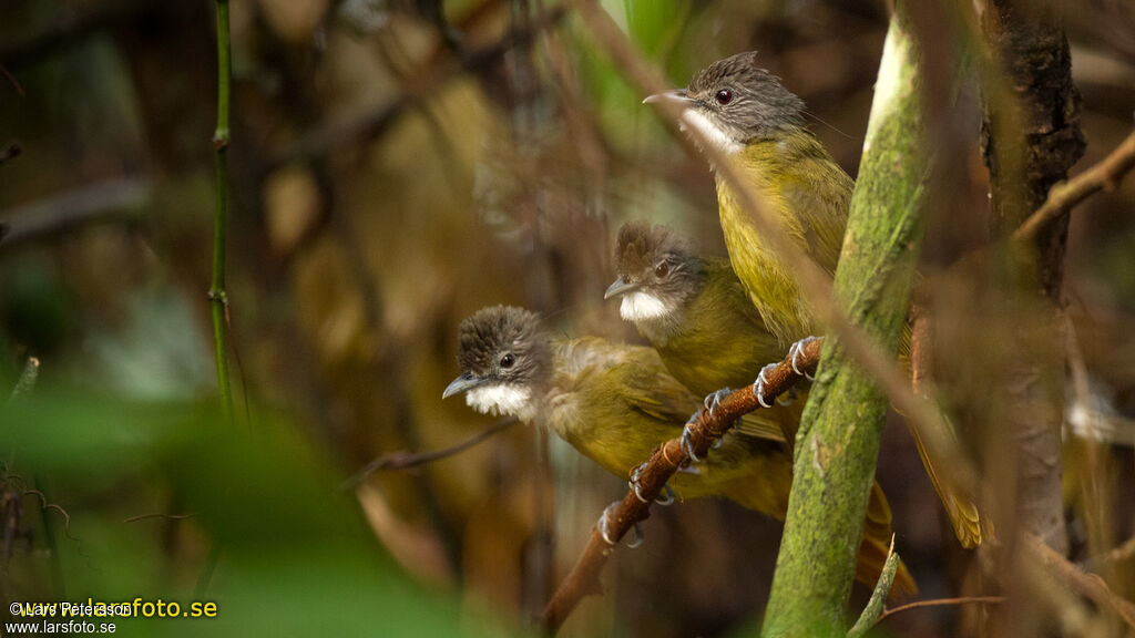 Bulbul de Reichenow